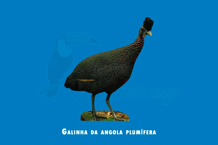 Galinha-d’angola Plumífera