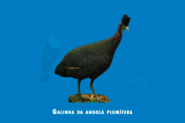 galinha-d'angola  Dicionário Infopédia da Língua Portuguesa