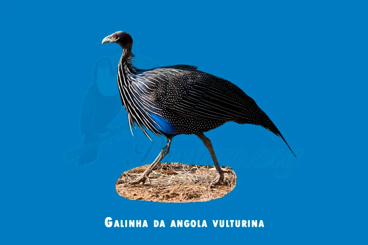 Galinha-d’angola Vulturina