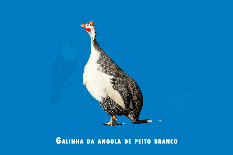 Galinha-d’angola de Peito Branco