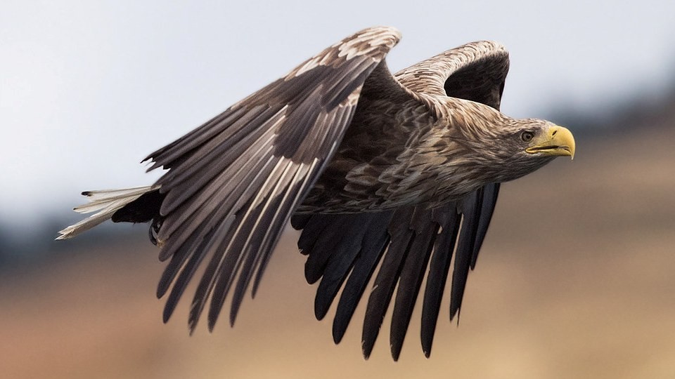 aguia-rabalva