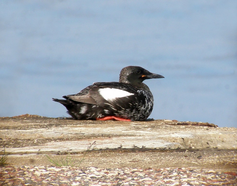 airo-de-asa-branca