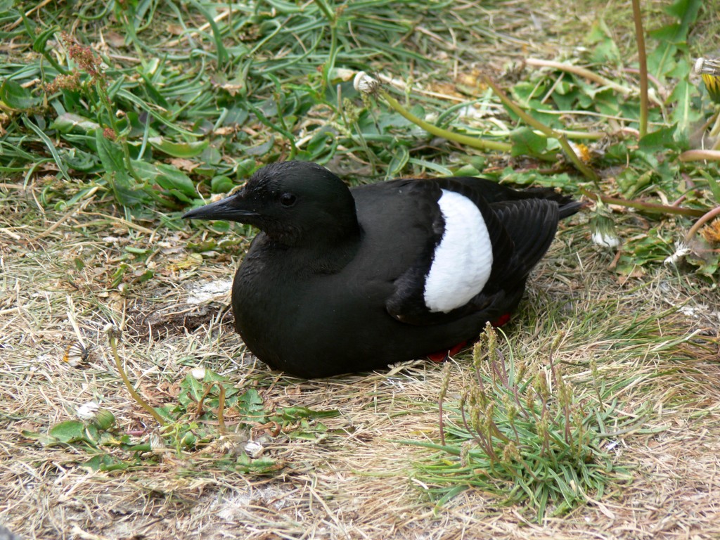 airo-de-asa-branca