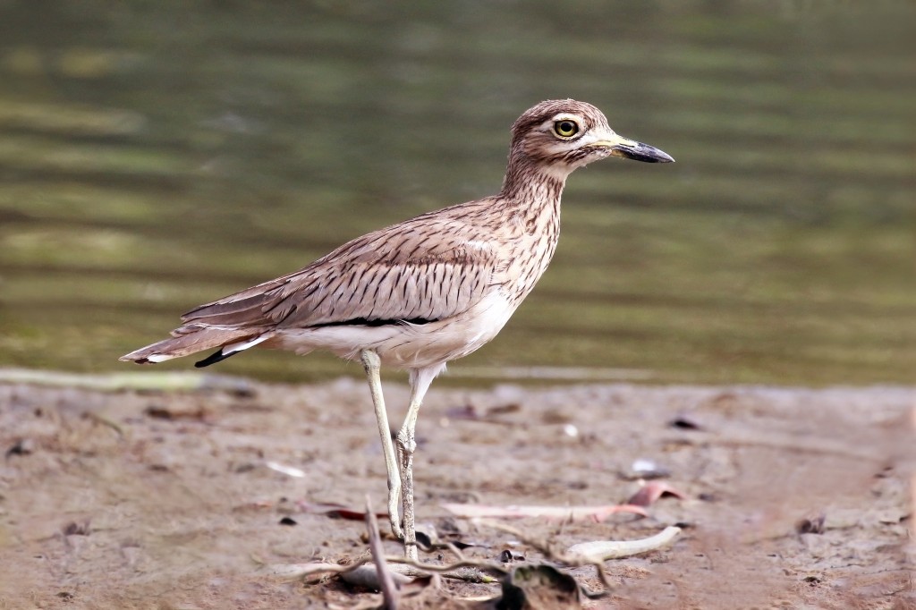 alcaravao-do-senegal