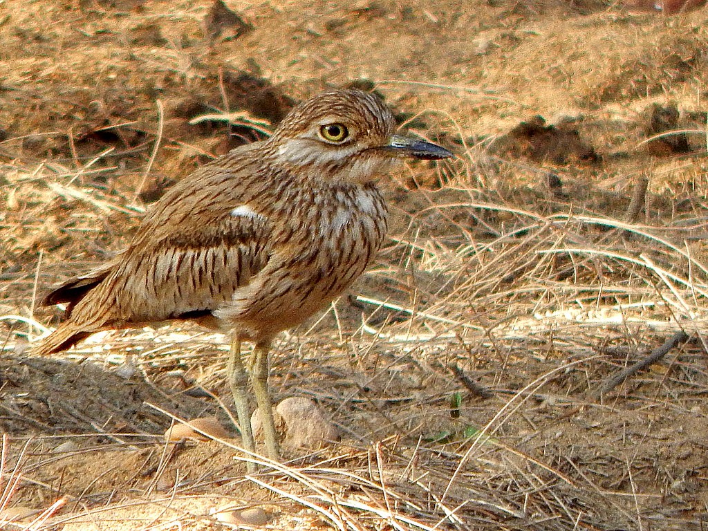 alcaravao-do-senegal