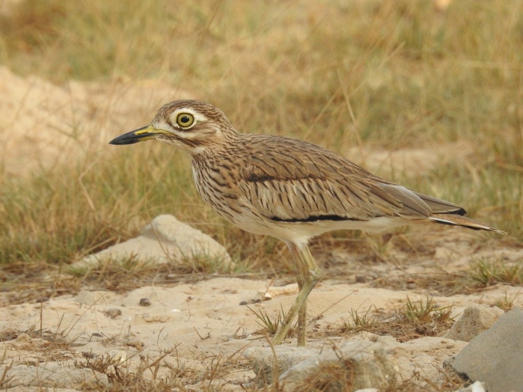 alcaravao-do-senegal