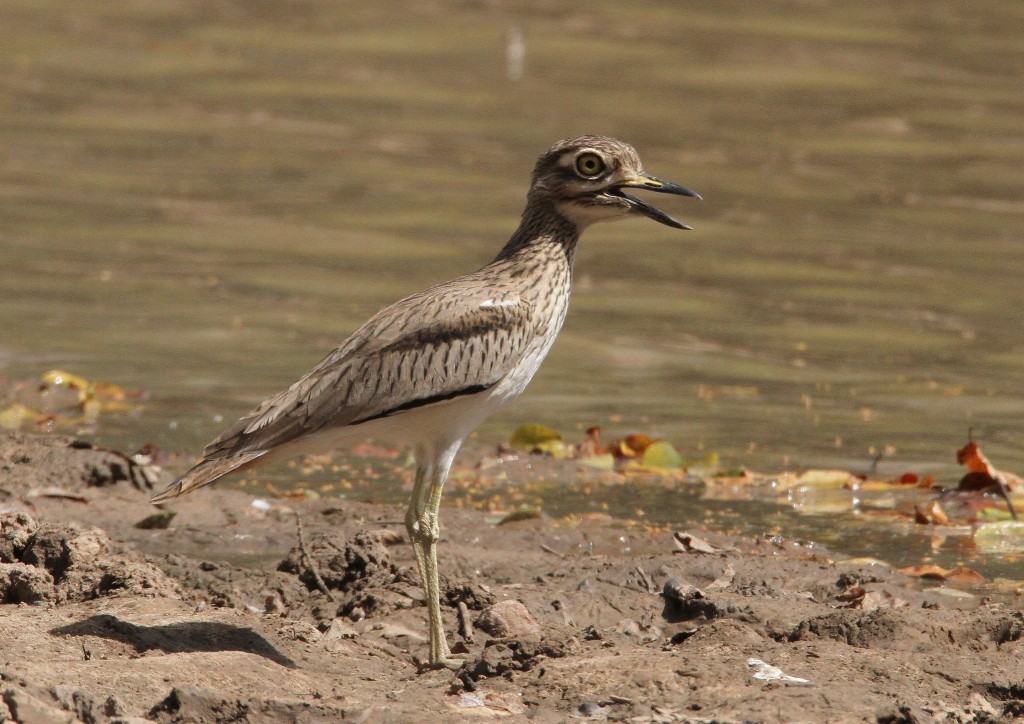 alcaravao-do-senegal