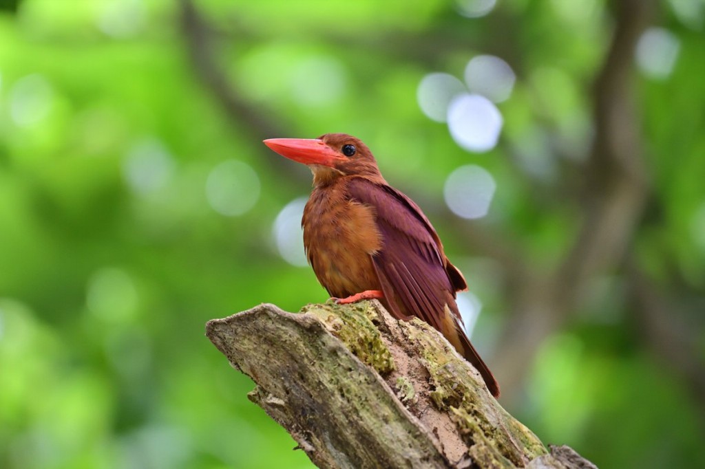 alimentacao da ariramba-castanha