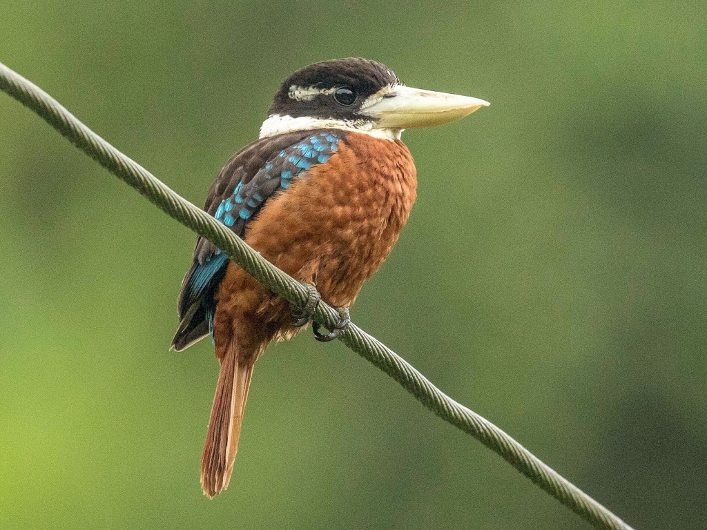 alimentacao da cucaburra de barriga ruiva