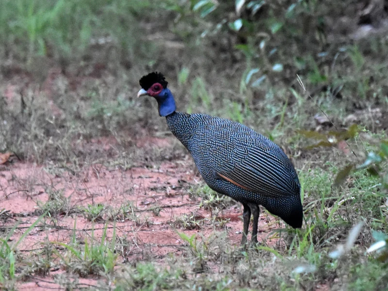 alimentacao da galinha da angola fraca-cristata