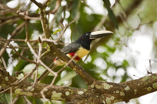 alimentacao do aracari-de-bico-branco