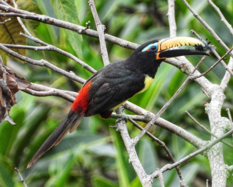 alimentacao do aracari-de-bico-riscado