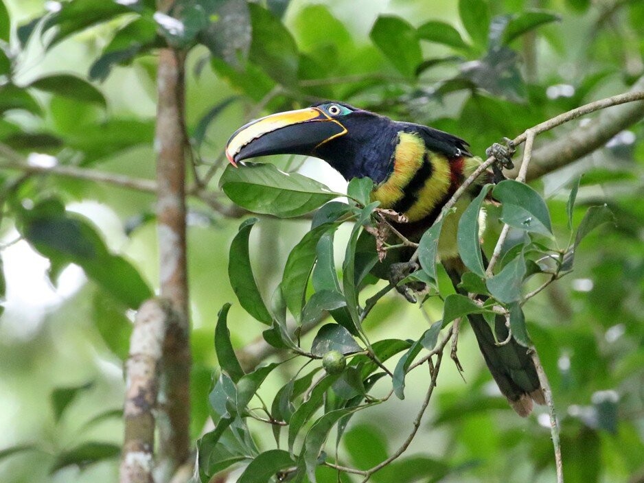 alimentacao do aracari-de-cinta-dupla