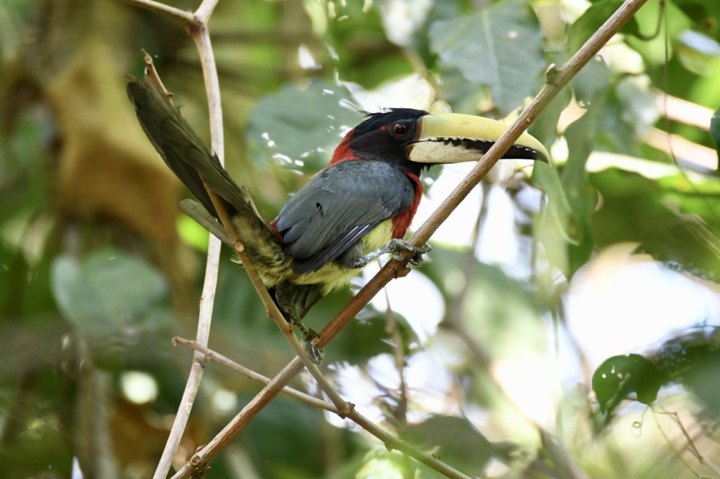 alimentacao do aracari-de-pescoco-vermelho