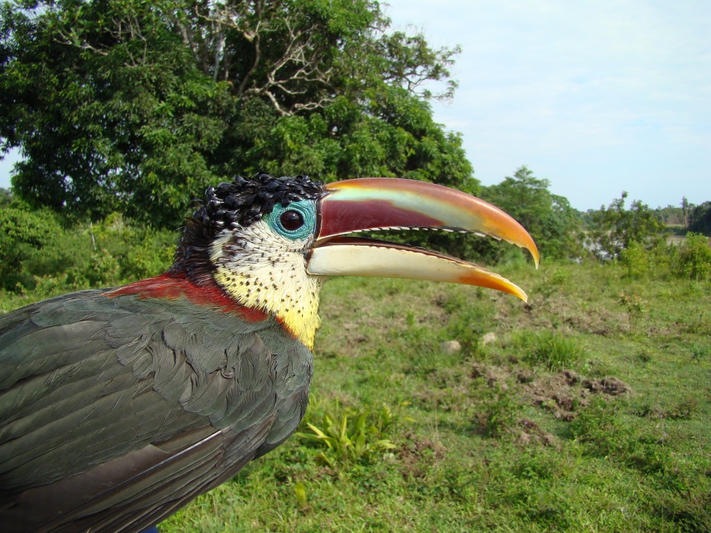 alimentacao do aracari-mulato