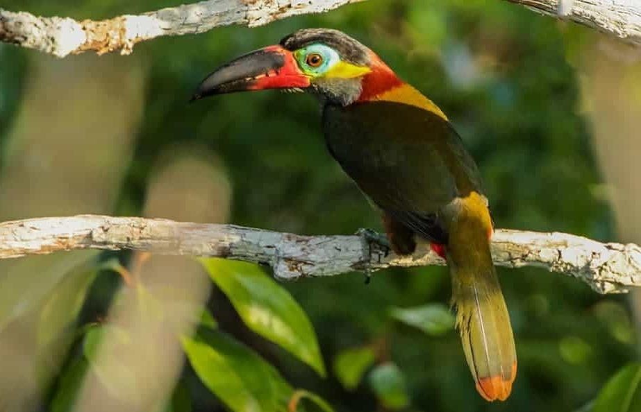 alimentacao do aracari-negro