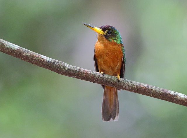 alimentacao do ariramba-de-bico-amarelo