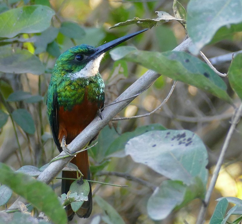 alimentacao do ariramba-de-cauda-ruiva