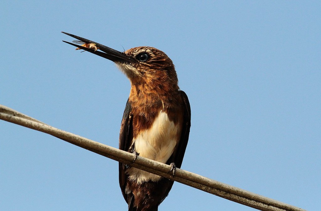 alimentacao da ariramba-preta