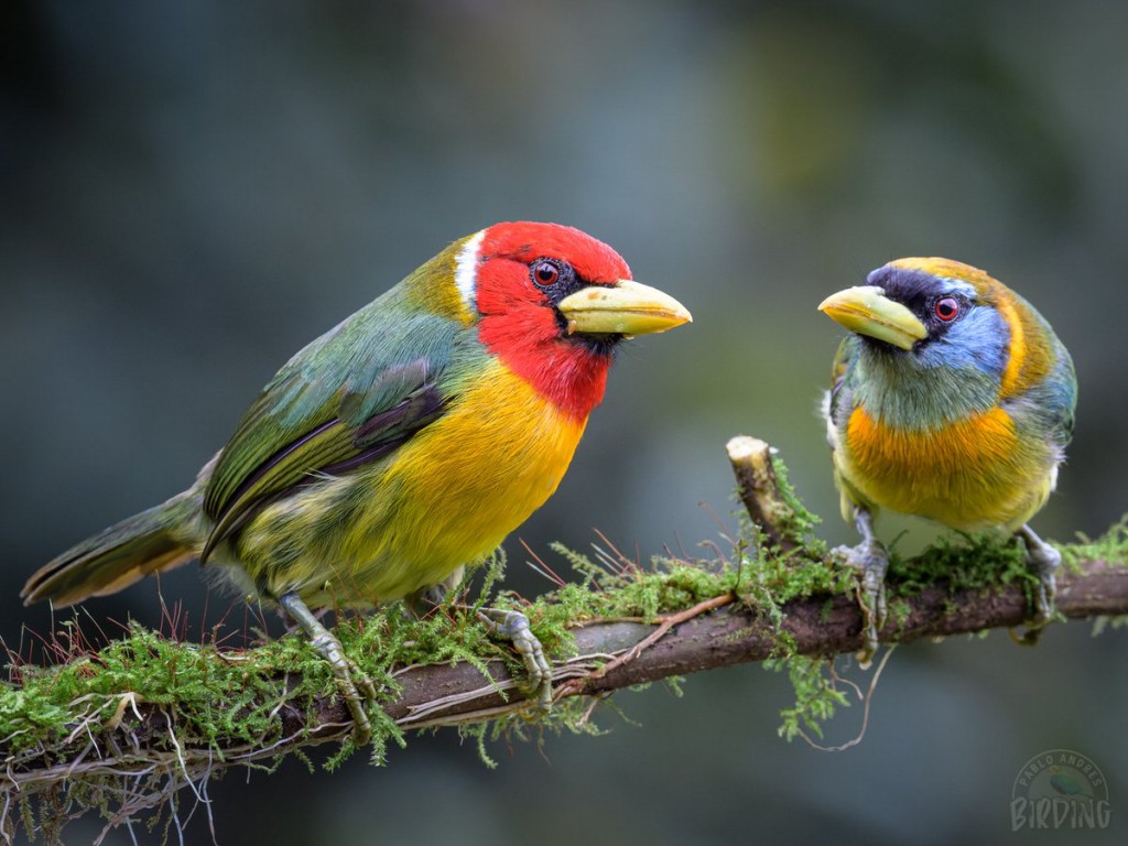 alimentacao do barbet-de-cabeca-vermelha