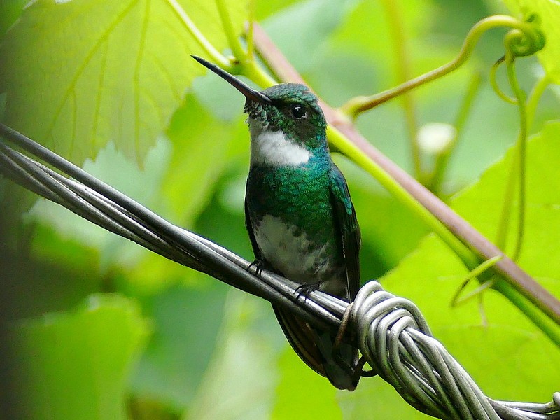 alimentacao do beija-flor-de-papo-branco