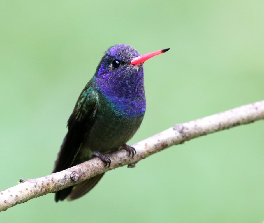 alimentacao do beija-flor-roxo