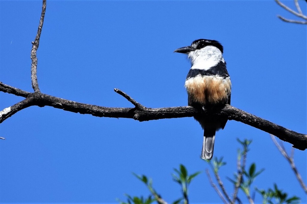 alimentacao do macuru-de-barriga-castanha