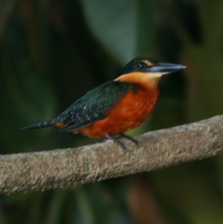 alimentacao do martim-pescador-da-mata