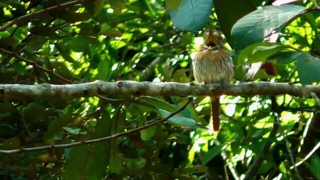 alimentacao do rapazinho-estriado-do-oeste