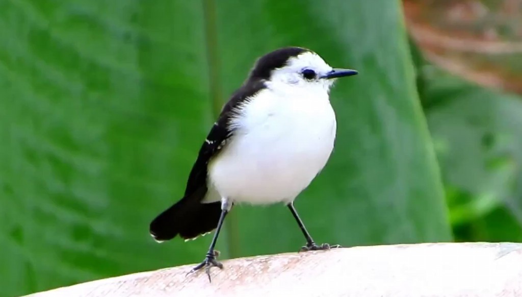 alimentacao da lavadeira-de-cara-branca