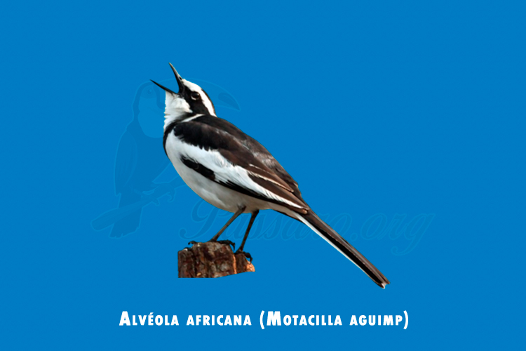 alveola africana (motacilla aguimp)