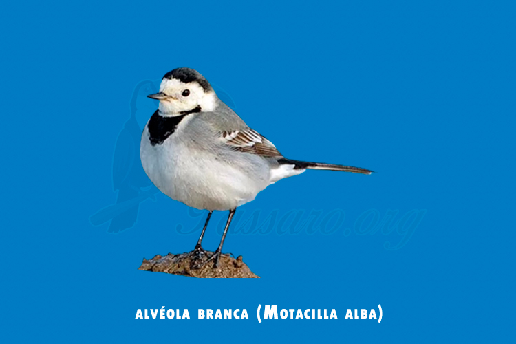 alveola branca ( motacilla alba )