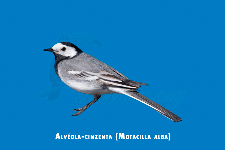 alveola-cinzenta (Motacilla alba)
