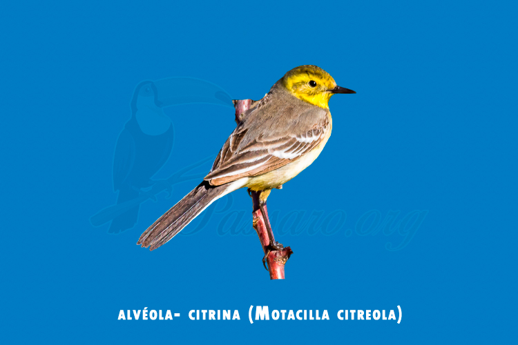 alveola-citrina ( motacilla citreola )