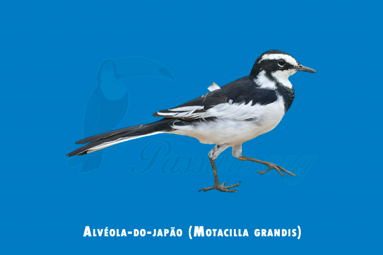 alveola-do-japao (Motacilla grandis)
