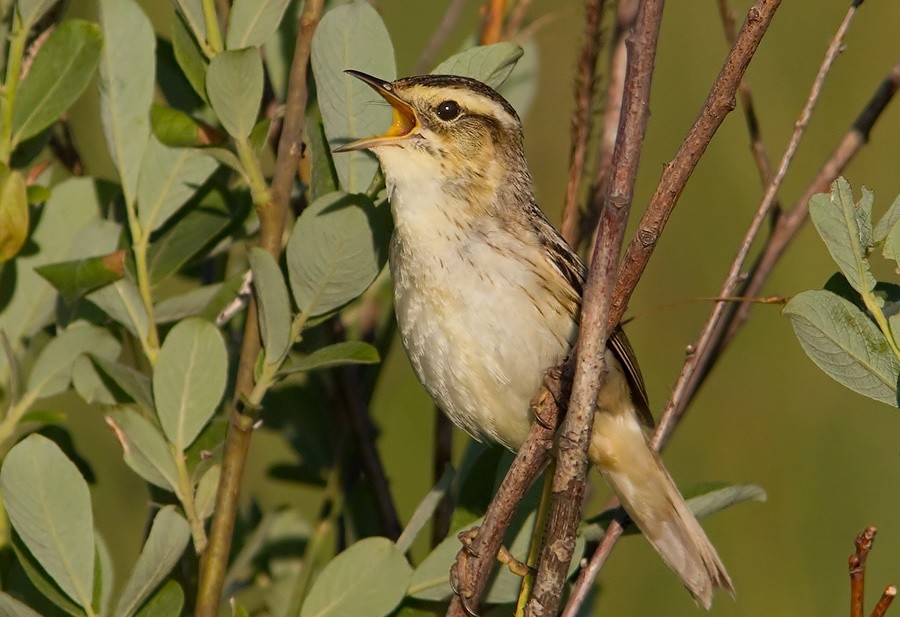 ameacas da felosa-aquatica