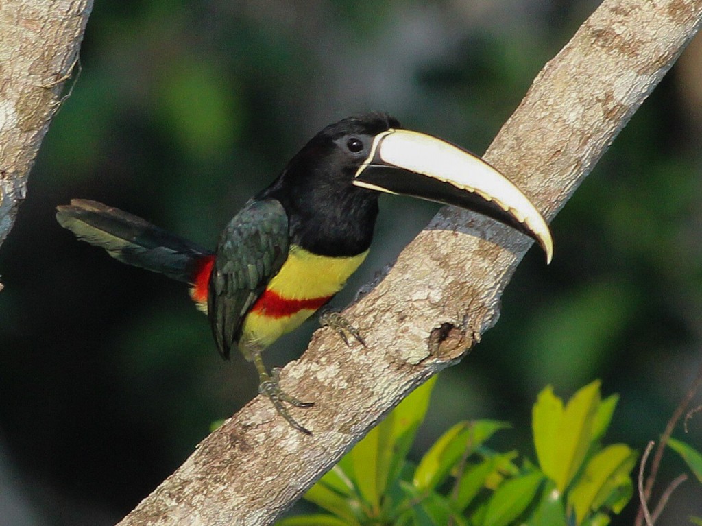 aracari-de-bico-branco