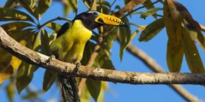 aracari-de-bico-riscado