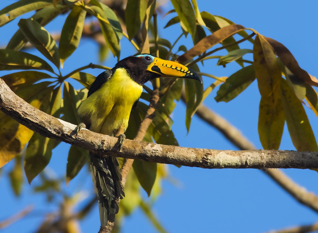 aracari-de-bico-riscado