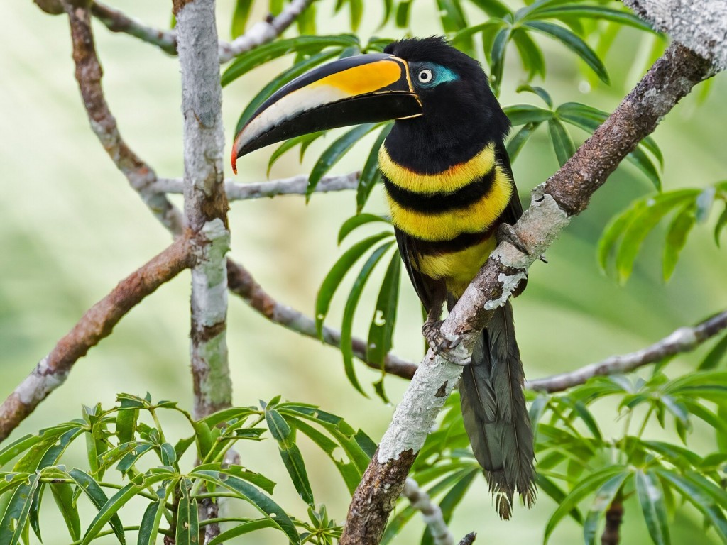 aracari de cinta dupla