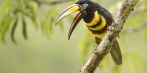 aracari-de-cinta-dupla