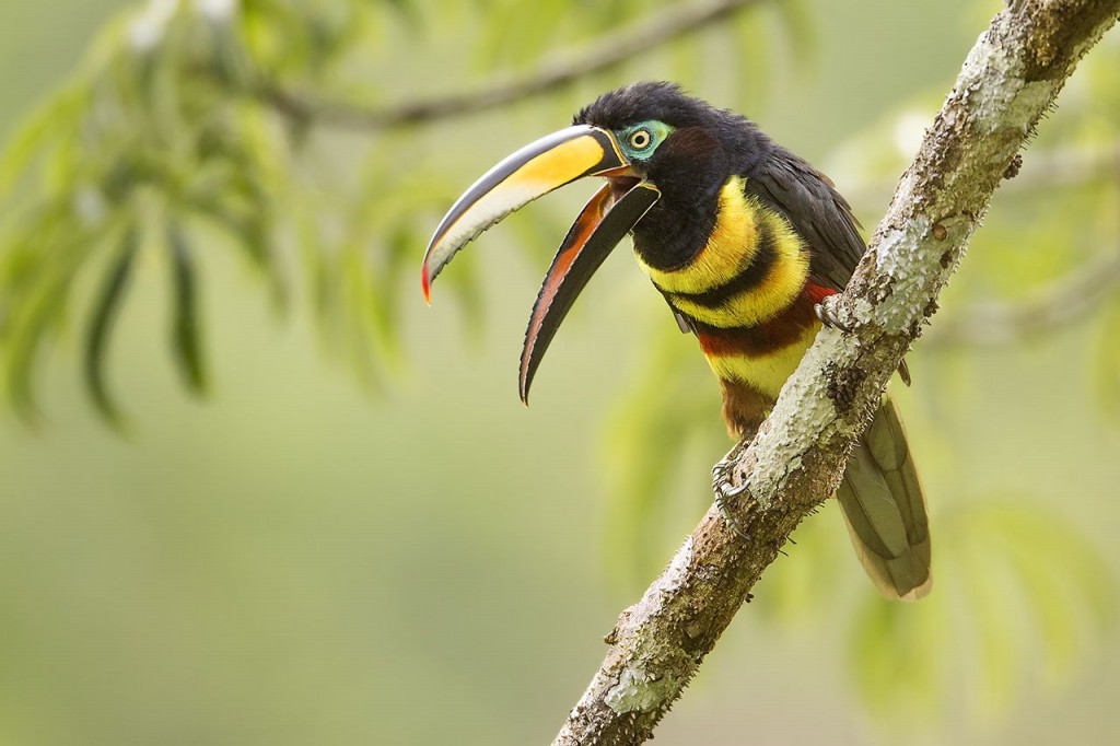 aracari-de-cinta-dupla