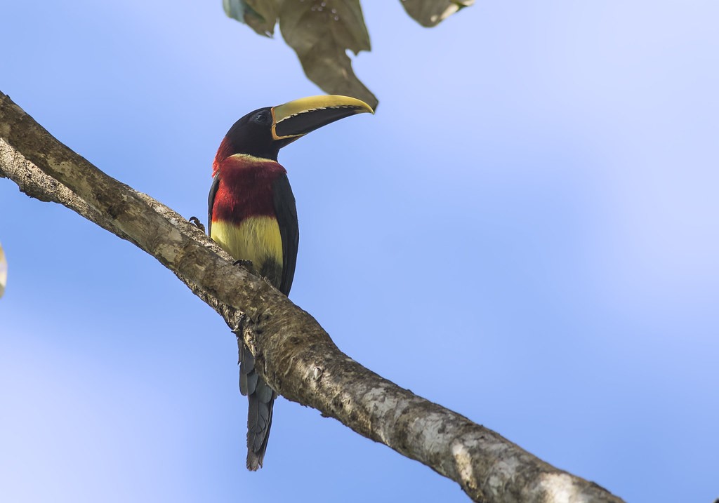 aracari de pescoco vermelho