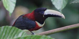 aracari-de-pescoco-vermelho