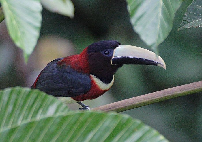 aracari-de-pescoco-vermelho