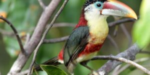 aracari-mulato