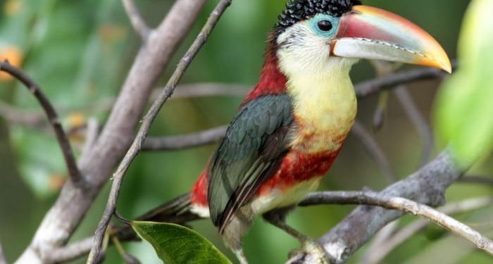 aracari-mulato