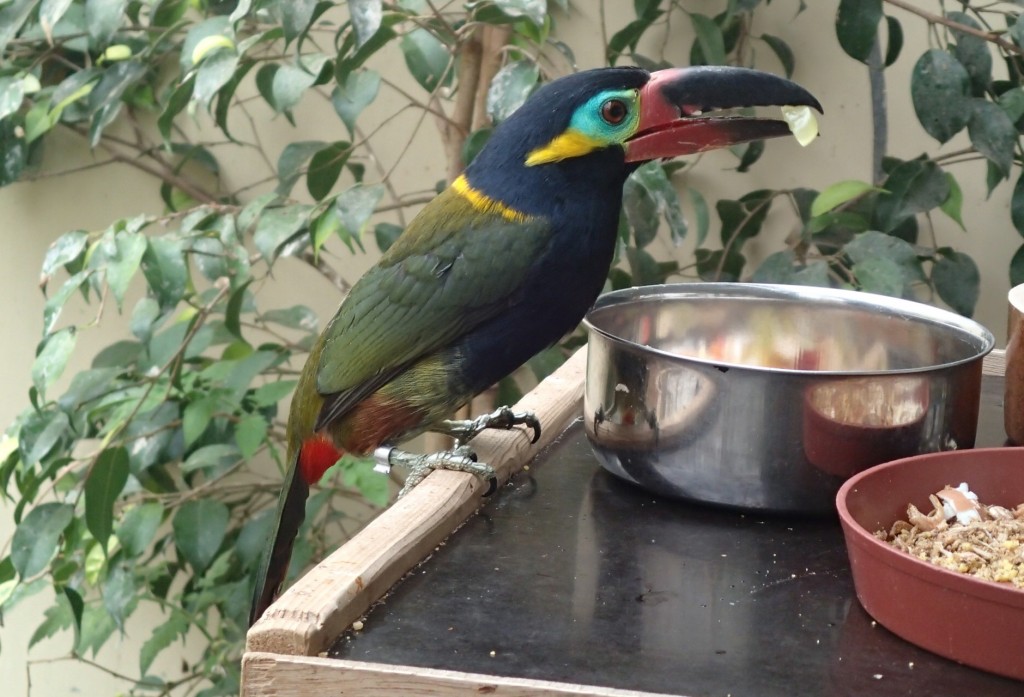 aracari-negro