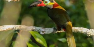 aracari-negro