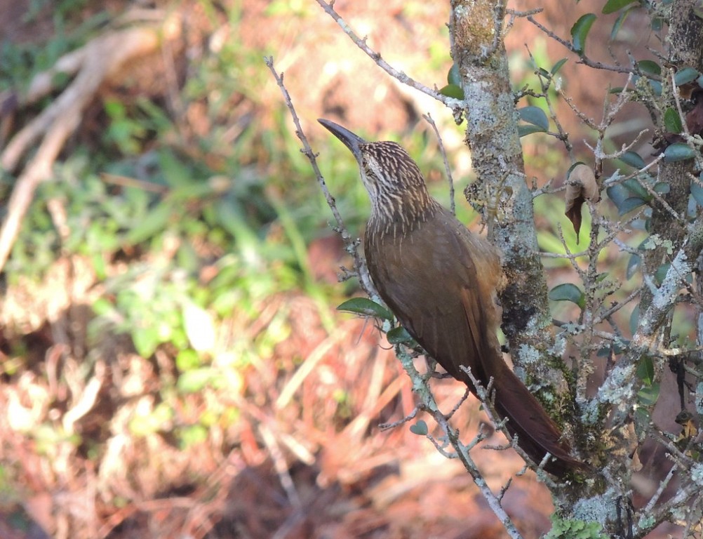 arapacu-de-garganta-branca